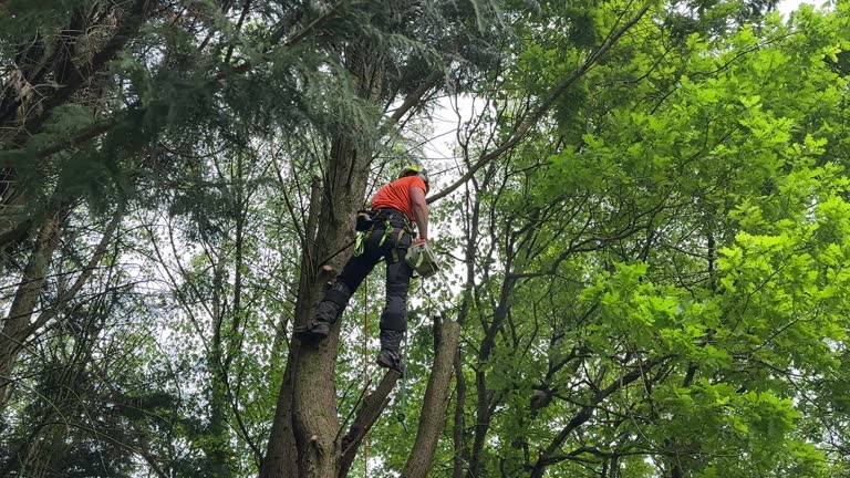 Best Tree and Shrub Care  in Sappington, MO